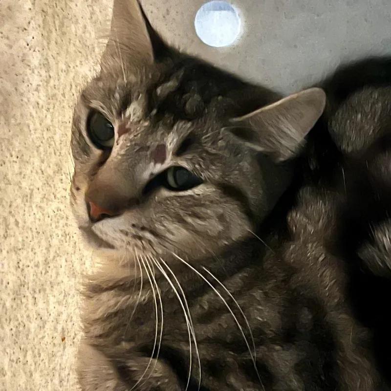Working Cat Mary thumbnail 2