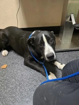An adult large-sized male Border Collie dog named Fava for adoption in Roseville, CA