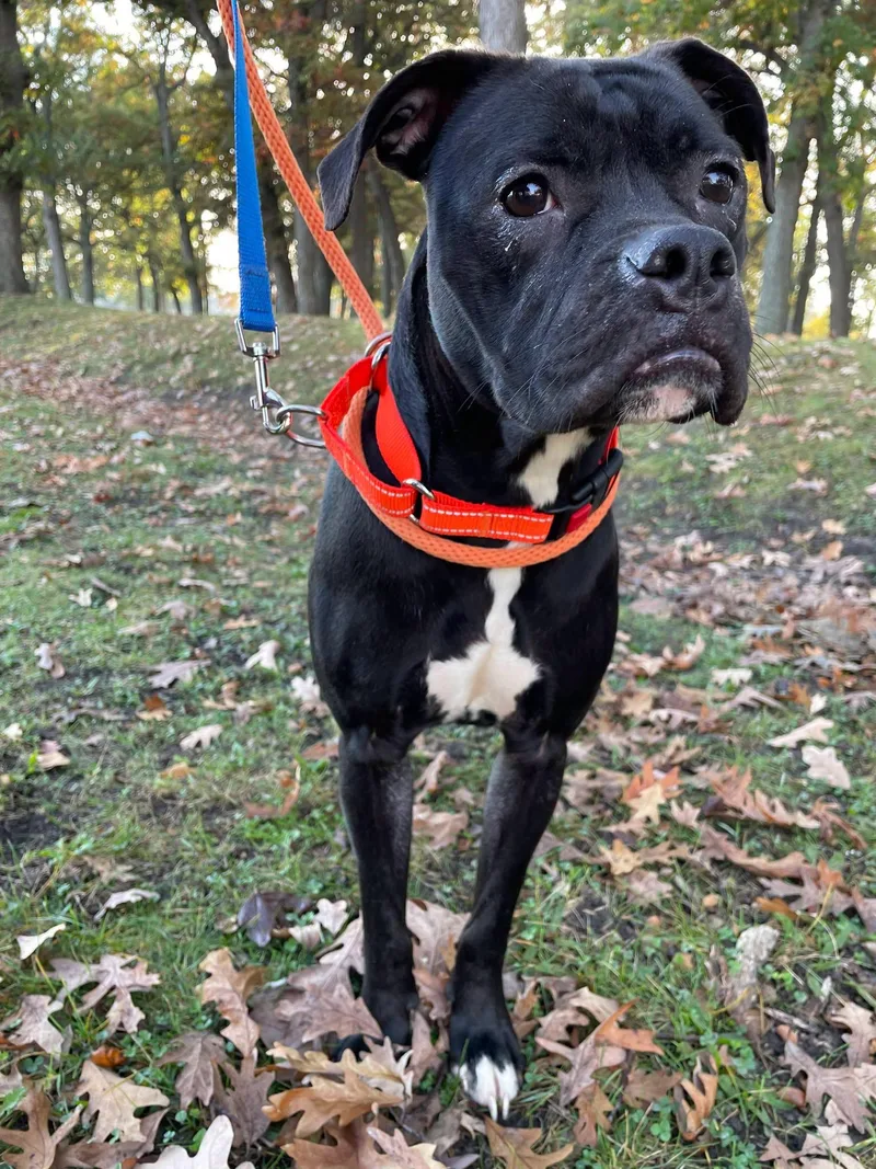 An adult medium-sized female Mixed Breed dog named Shiloh for adoption in South Bend, IN