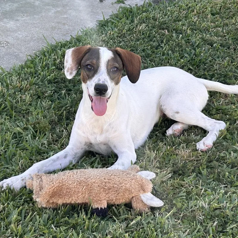 Lucy Pie thumbnail 2