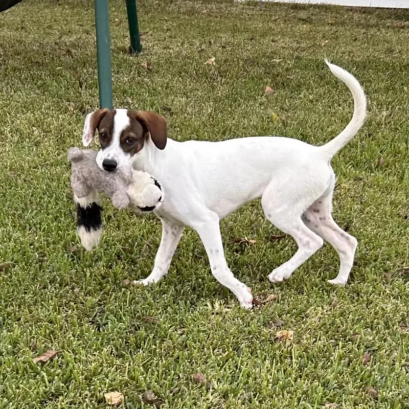 Lucy Pie thumbnail 3