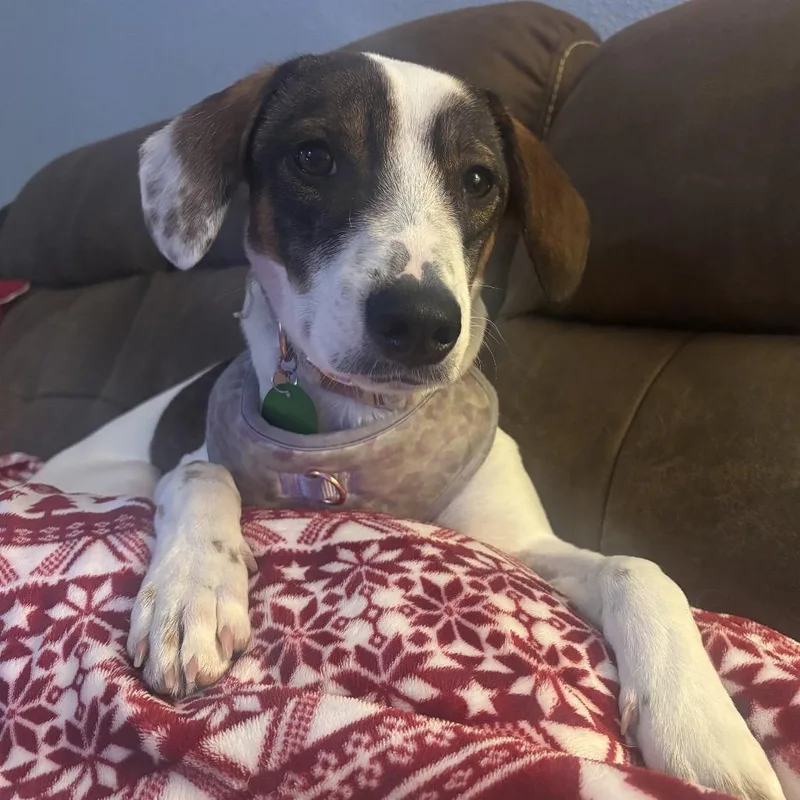 Lucy Pie thumbnail 4