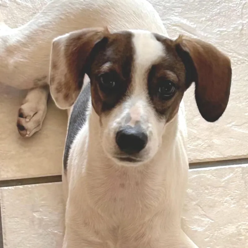 Lucy Pie thumbnail 5