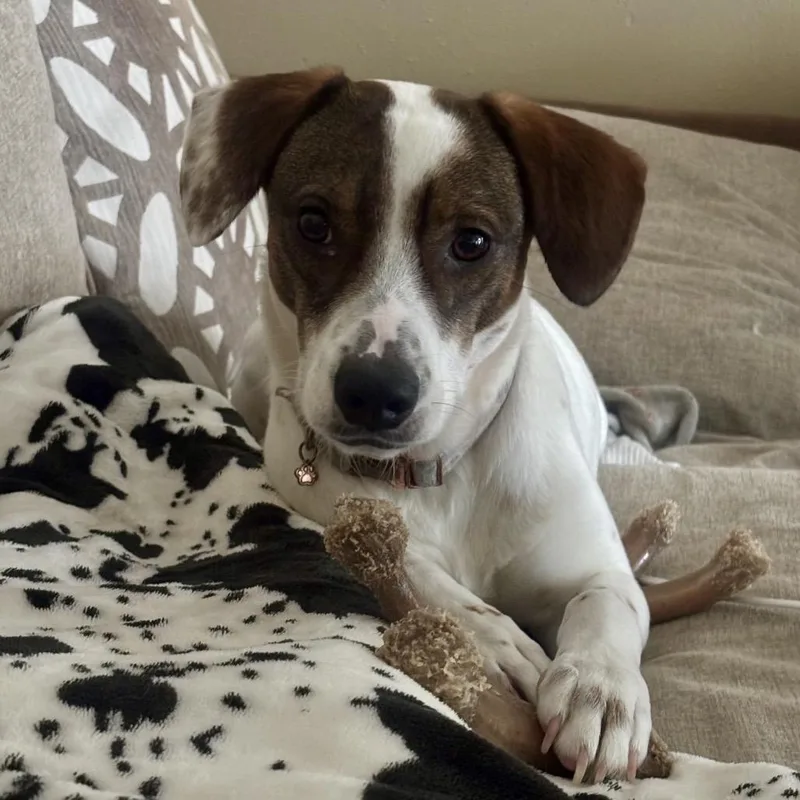 Lucy Pie thumbnail 6