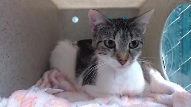 A young medium-sized female Domestic Medium Hair cat named Daisy for adoption in Downey, CA