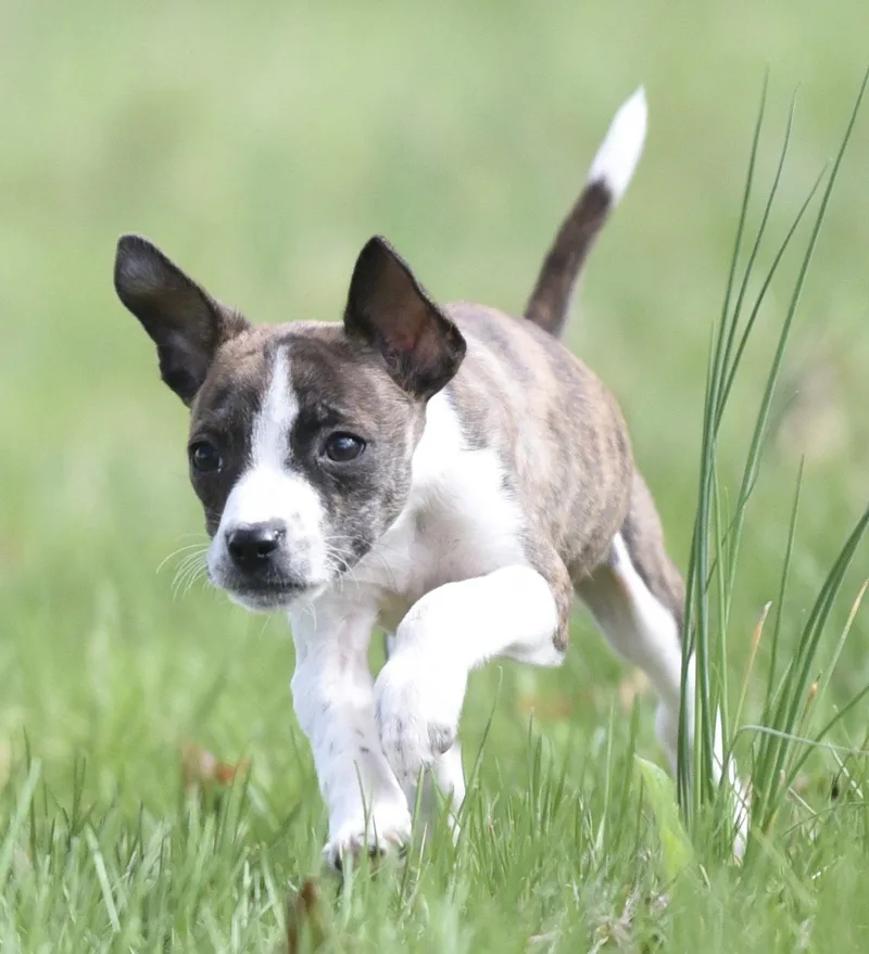 A baby small-sized male Chihuahua dog named Christopher for adoption in Mechanicsburg, PA