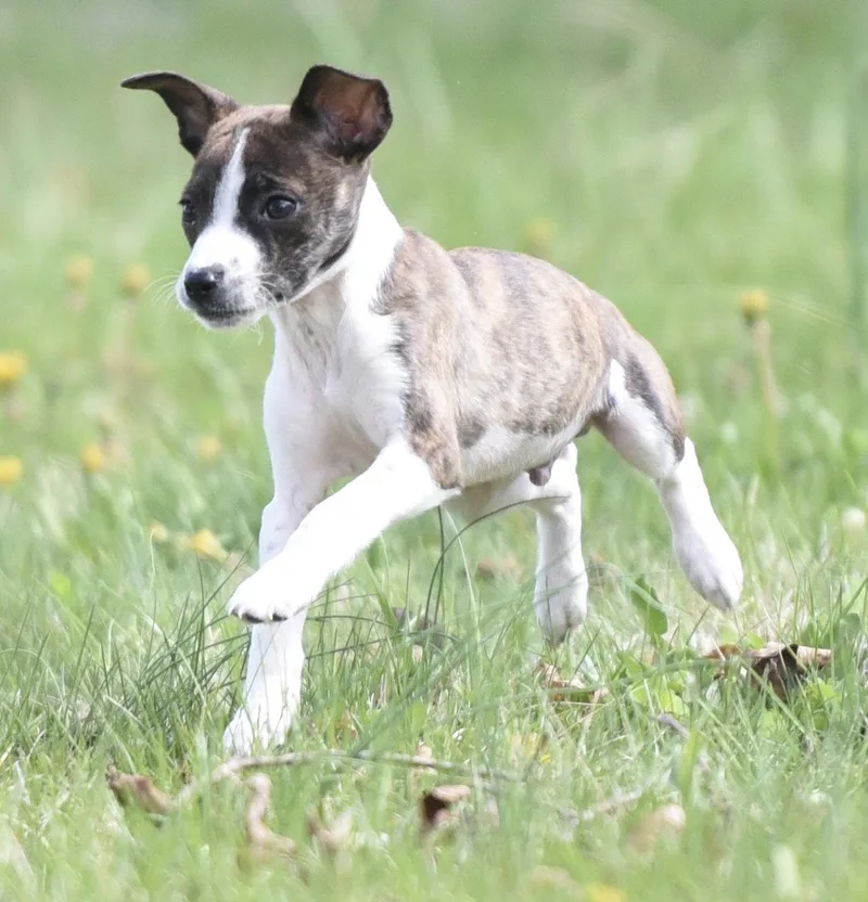 Christopher thumbnail 2