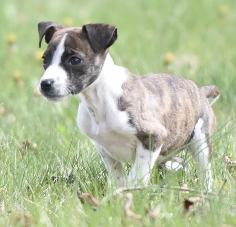 Christopher thumbnail 3