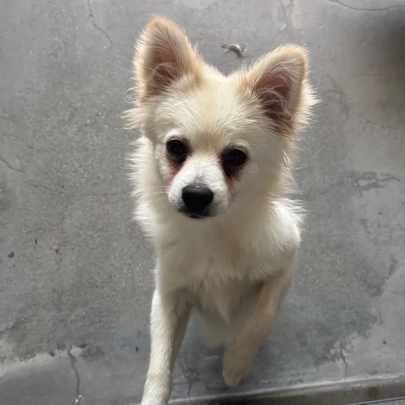 A young small-sized male Chihuahua dog named Aquarius A for adoption in Mission Hills, CA