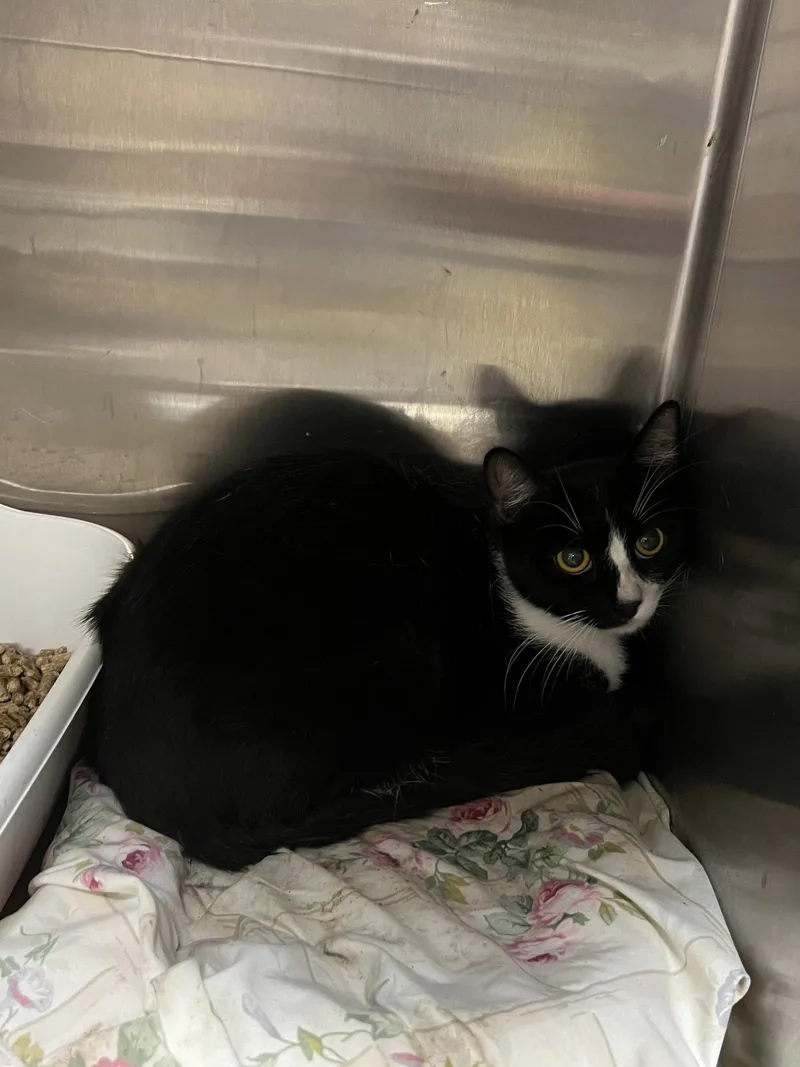 An adult medium-sized female Black & White / Tuxedo Domestic Short Hair cat named Cookies and Cream for adoption in Trenton, NJ