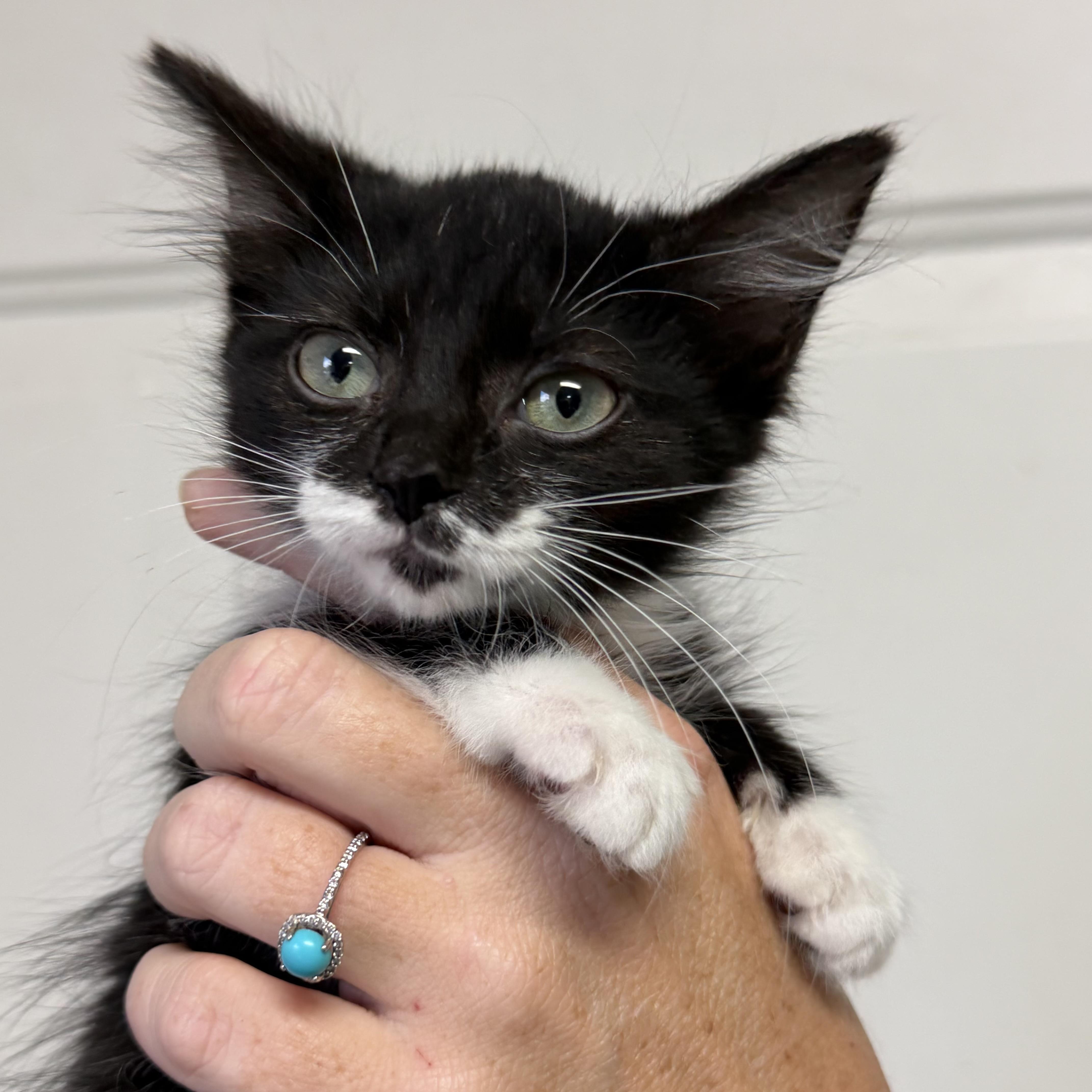 A baby medium-sized female Black & White / Tuxedo Tuxedo cat named Storm for adoption in Columbia, SC