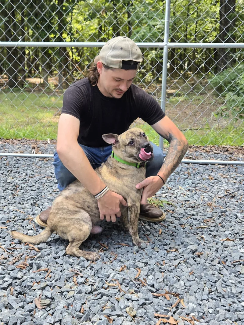 A young small-sized male French Bulldog dog named Eddie for adoption in Albemarle, NC