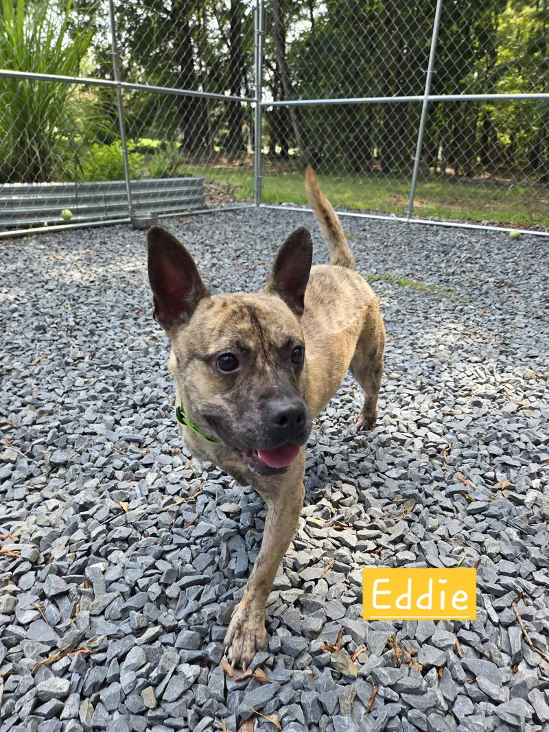 Eddie thumbnail 3