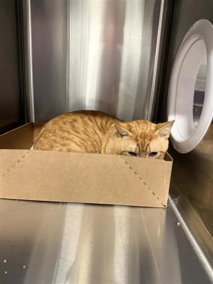 An adult small-sized male Domestic Short Hair cat named Garfield for adoption in West Chester, PA