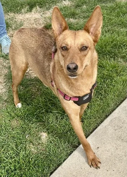 An adult large-sized female Red / Chestnut / Orange Mixed Breed dog named Paula for adoption in Georgetown, TX