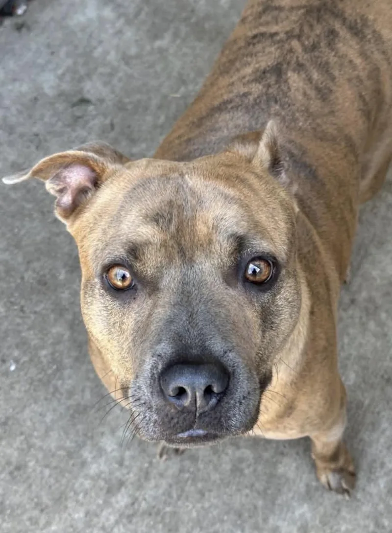 An adult medium-sized female Brindle Pit Bull Terrier dog named Pringle for adoption in Chicago, IL