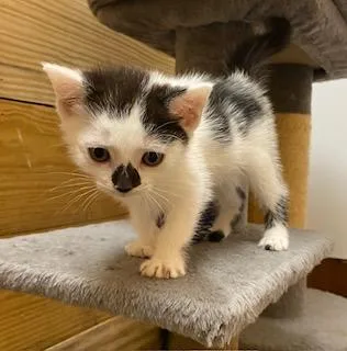 Little Bit Of Licorice