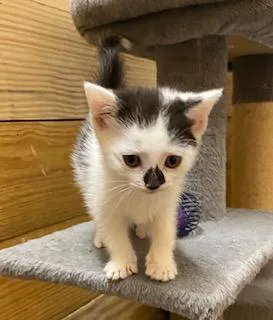 Little Bit Of Licorice thumbnail 2