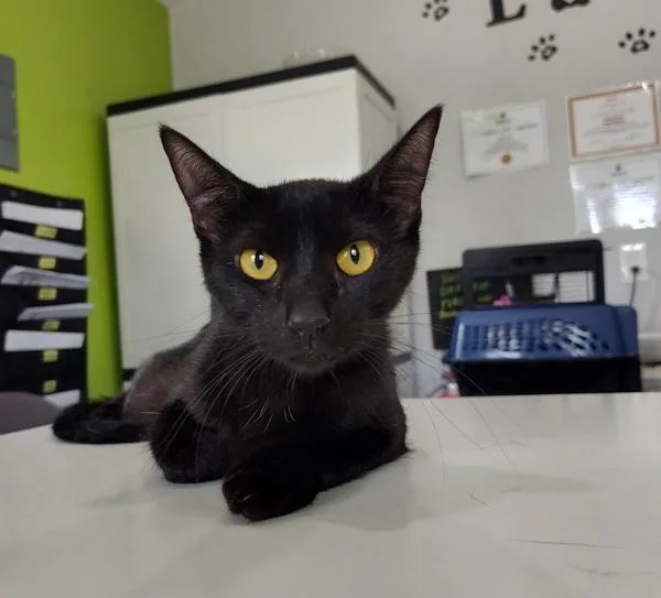 A young small-sized female Domestic Short Hair cat named Arcana for adoption in Cleveland, TN