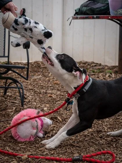 A young medium-sized female Mixed Breed dog named Penny for adoption in Chamblee, GA