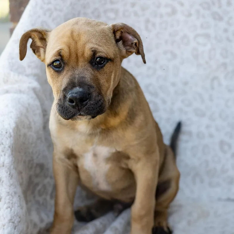 A baby small-sized male Yellow / Tan / Blond / Fawn English Bulldog dog named Tag for adoption in Enterprise, AL
