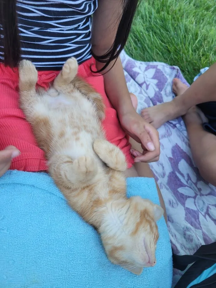 A baby medium-sized male Tabby (Orange / Red) Domestic Short Hair cat named Marmalade for adoption in Beltsville, MD