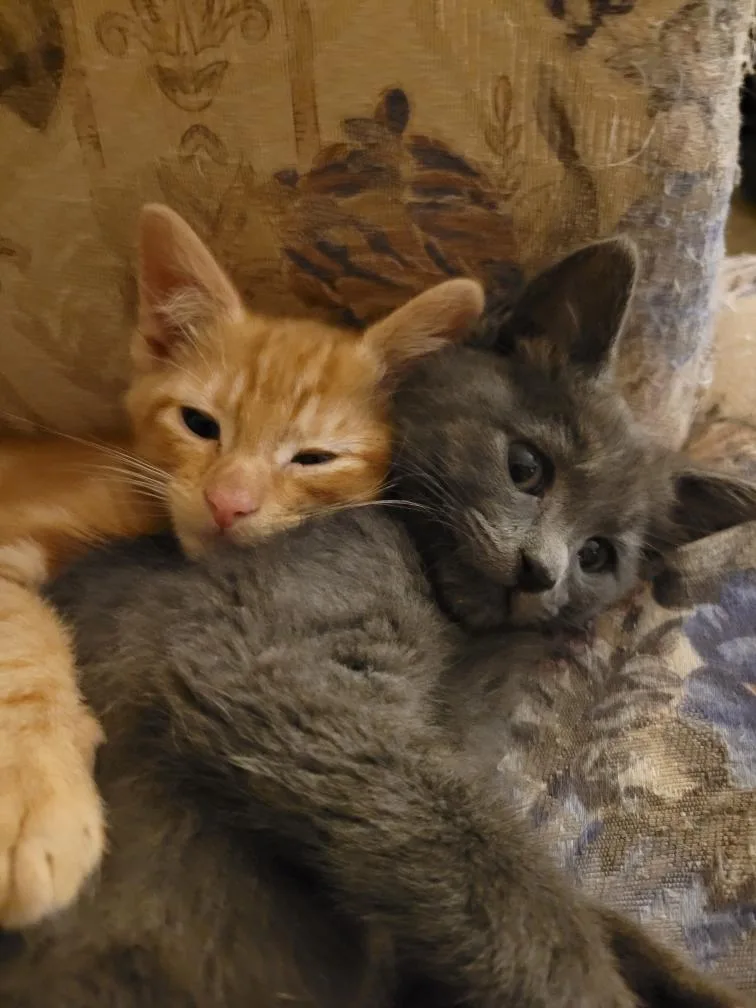 Marmalade thumbnail 6