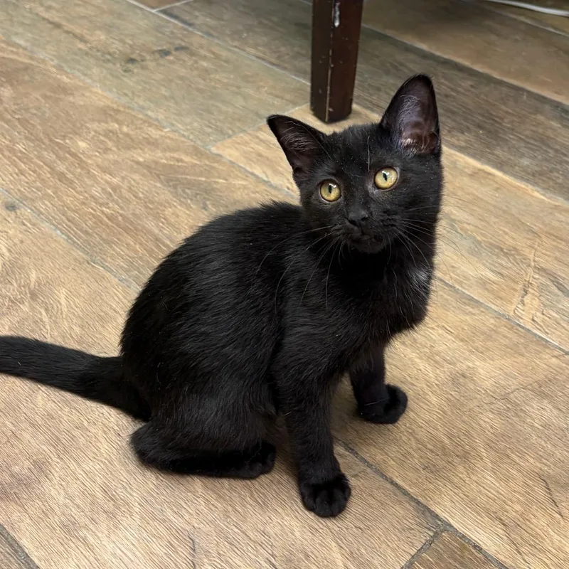 A baby small-sized female Black Domestic Short Hair cat named Gamora for adoption in Normal, IL
