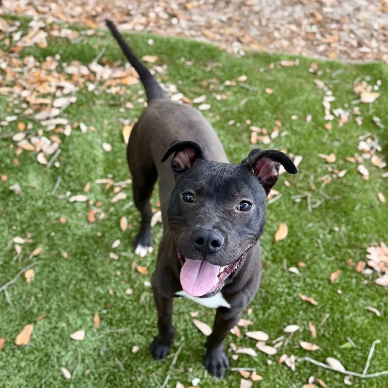 A young medium-sized male Black Mixed Breed dog named Bark Ruffalo for adoption in Milton, FL