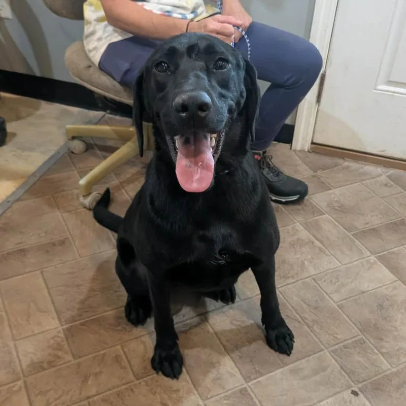 An adult large-sized female Black Labrador Retriever dog named Bubbly for adoption in Boaz, AL