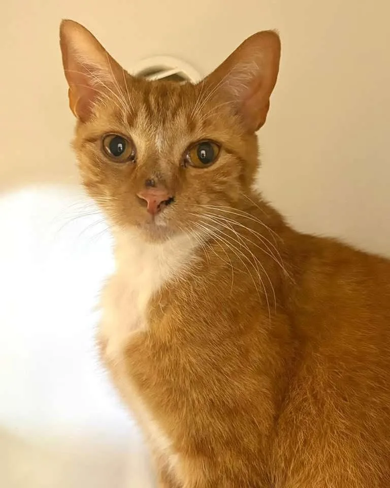 An adult medium-sized male Orange / Red Domestic Short Hair cat named Patrick for adoption in Spring Lake, NJ