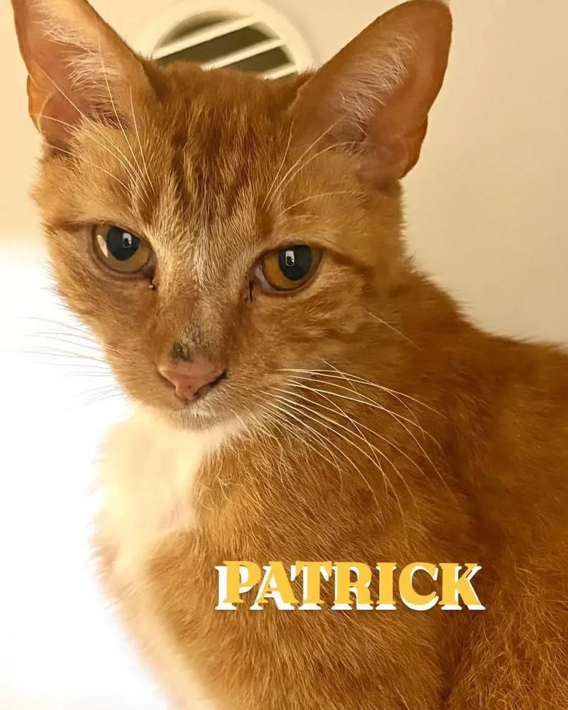 Patrick thumbnail 2
