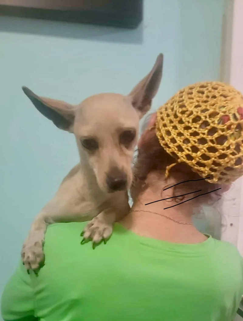 Brittany thumbnail 3