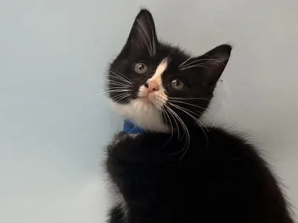 A baby small-sized male Domestic Short Hair cat named Mercury for adoption in Coon Rapids, MN