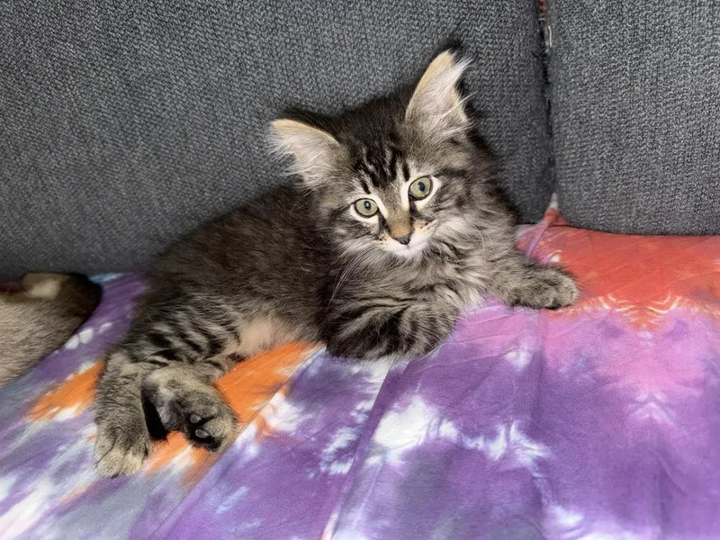 A baby small-sized male Brown / Chocolate Domestic Long Hair cat named Rhubarb for adoption in Dallas, TX