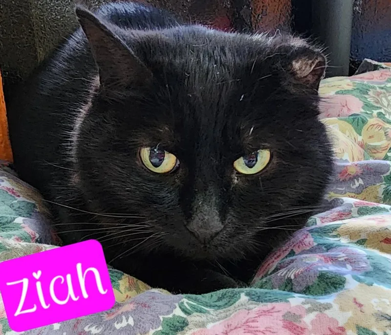 A senior medium-sized female Domestic Short Hair cat named Ziah for adoption in Jim Thorpe, PA