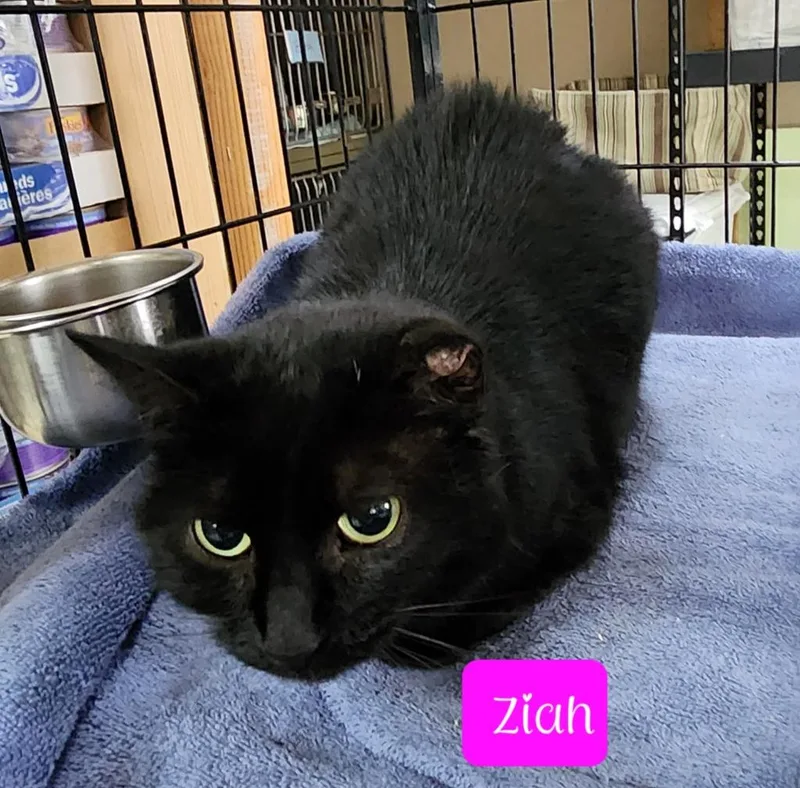 Ziah thumbnail 2