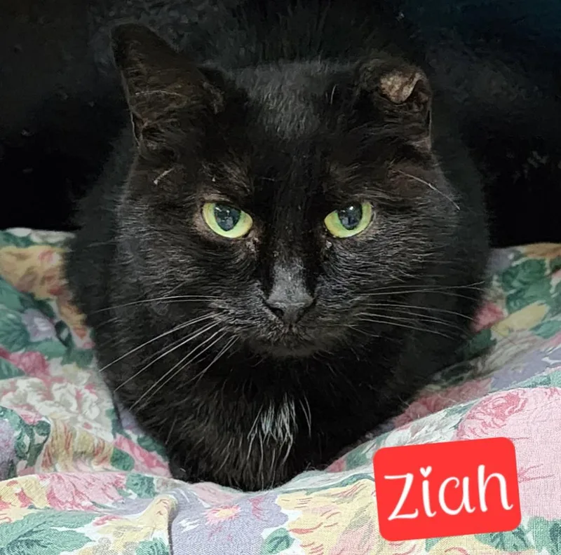Ziah thumbnail 3