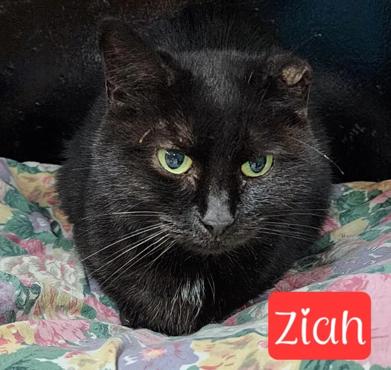 Ziah thumbnail 4