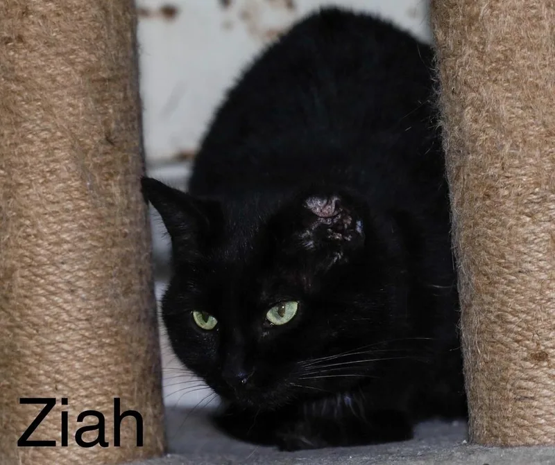 Ziah thumbnail 5