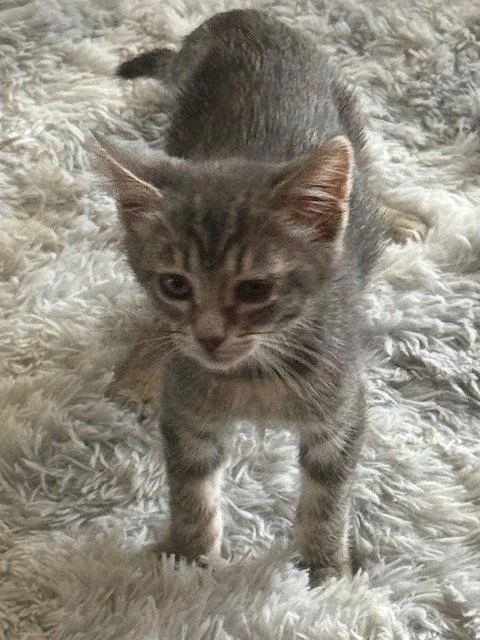 A baby medium-sized male Gray / Blue / Silver Domestic Short Hair cat named Wynken for adoption in Antioch, CA
