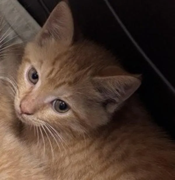 A baby medium-sized female Domestic Short Hair cat named Azalea for adoption in Escondido, CA