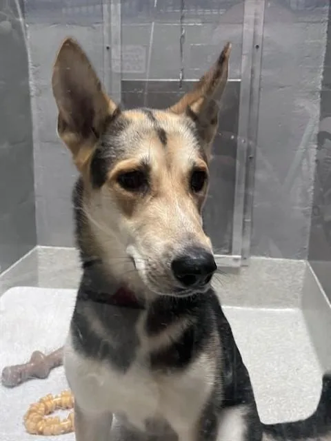 A young large-sized female German Shepherd Dog dog named Applejack for adoption in Alameda, CA