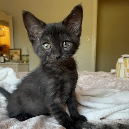 A baby small-sized female Black Domestic Short Hair cat named Starter for adoption in Muncie, IN