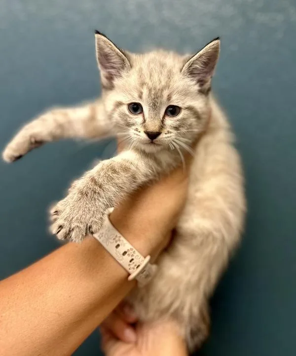 A baby small-sized male Domestic Short Hair cat named Blue for adoption in Victorville, CA