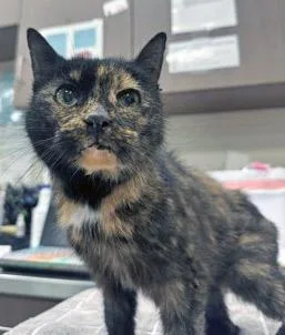 A senior medium-sized female Domestic Short Hair cat named Chamomile for adoption in Fishers, IN