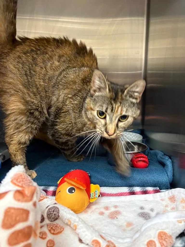 A young medium-sized female Domestic Short Hair cat named Gracie for adoption in Johnson City, TN