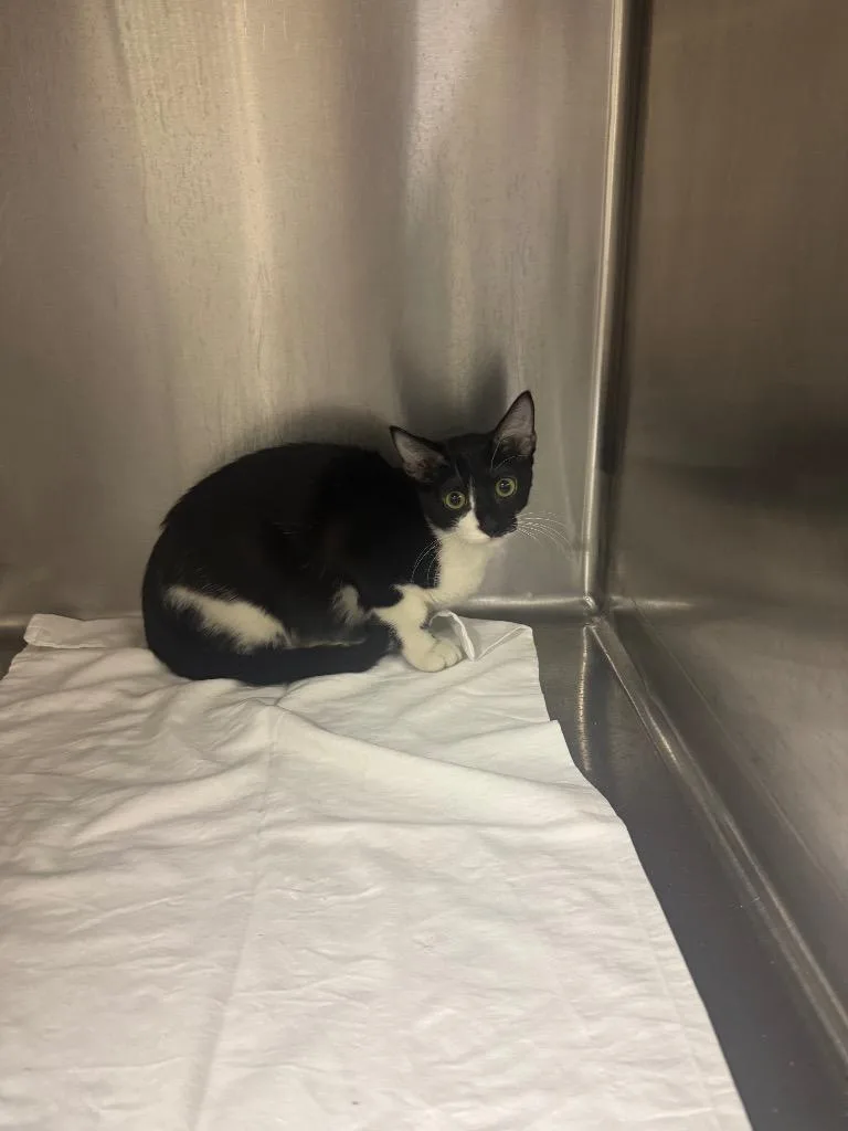 A baby medium-sized male Domestic Short Hair cat named Rolo for adoption in Sorrento, LA