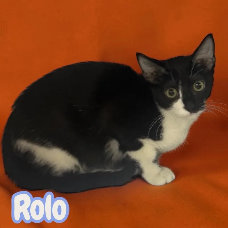 Rolo thumbnail 2