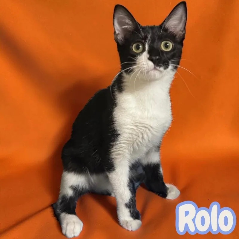 Rolo thumbnail 3
